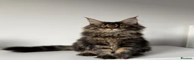 Black Tabby Girl