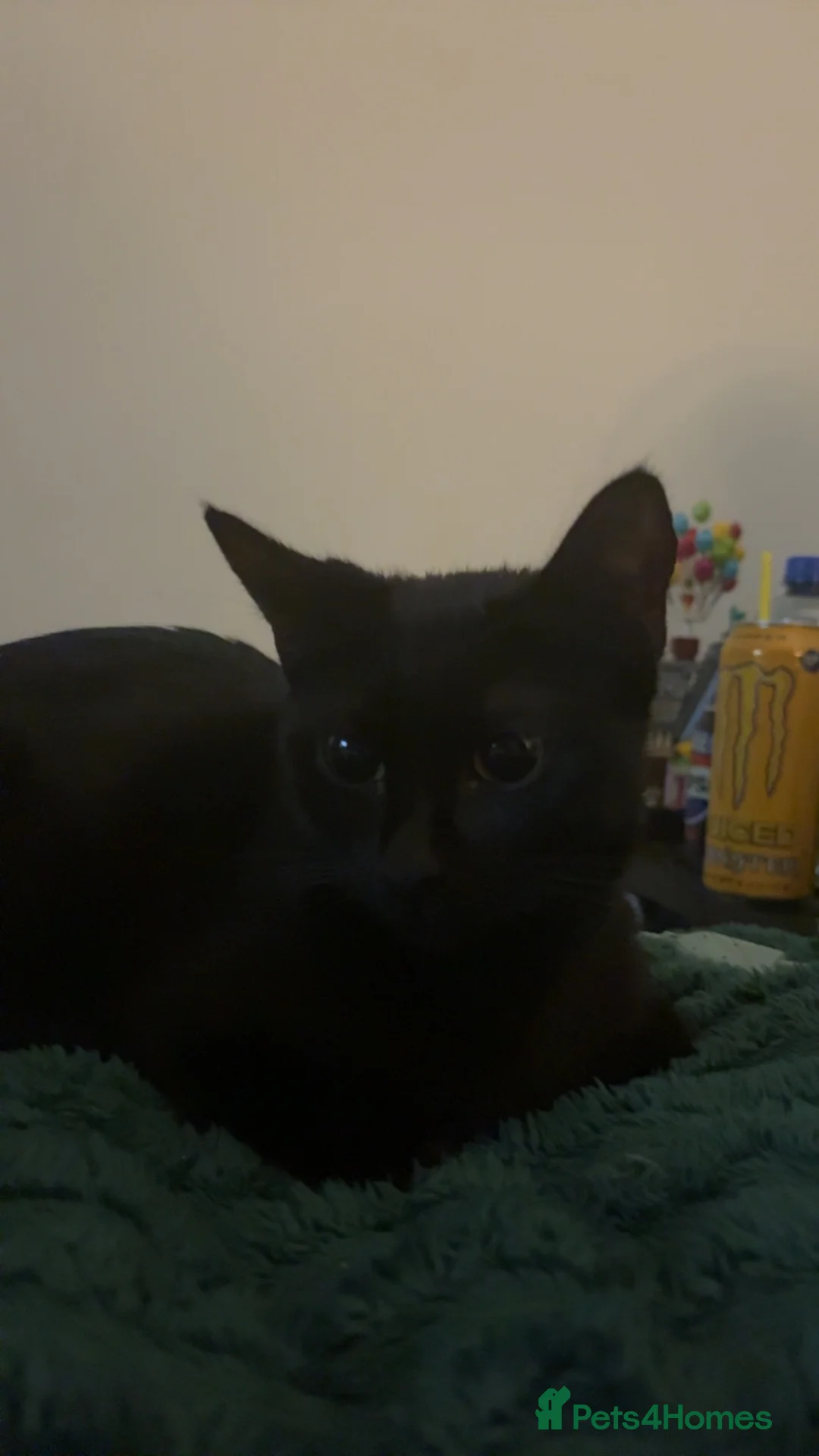 Mixed Breed cats for sale: Kittens for sale  in Alfreton - Advert 1