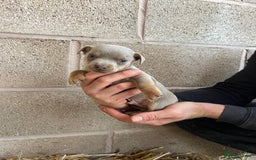 Jack Russell dogs for sale: Lilac & Tan Miniature Jack Russel  - Image 15