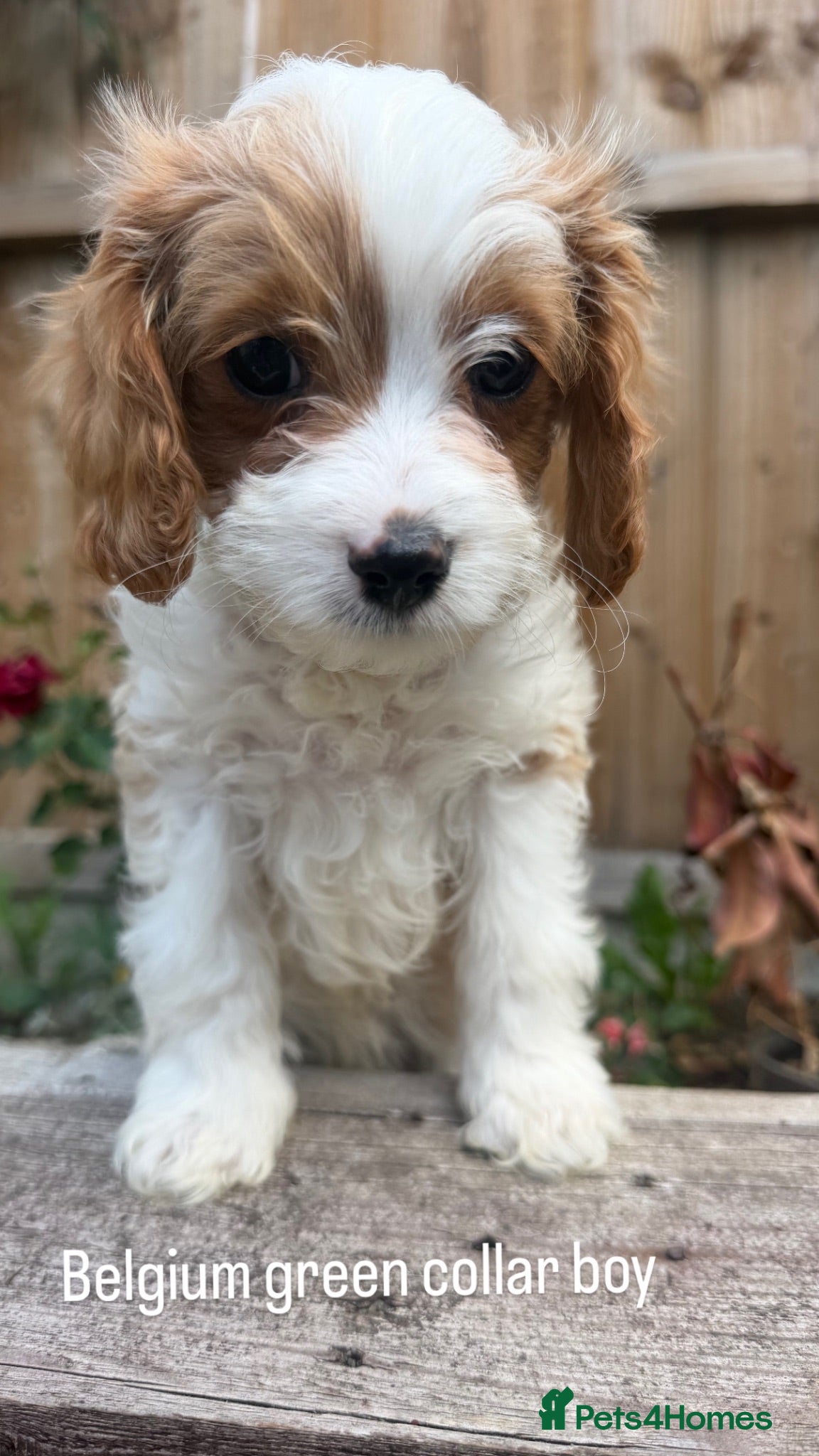 Cavapoo dogs Beautiful litter cavapoos  - Advert 2