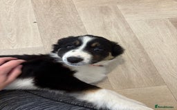 Australian Shepherd dogs for sale: *Ready Now* Australian shepherd puppies - Image 7