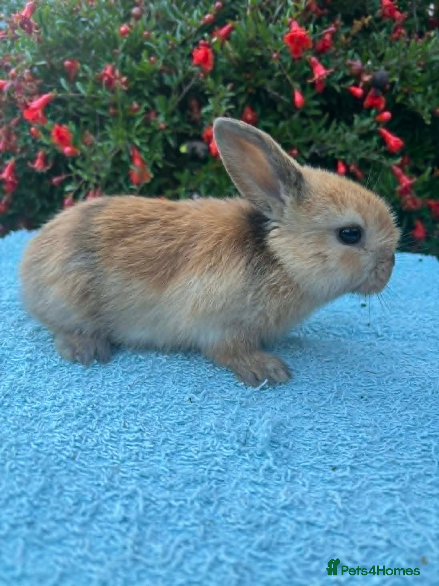 Mixed Breed rabbits Orange Mini lop + Mini lop cross black orange  - Advert 2