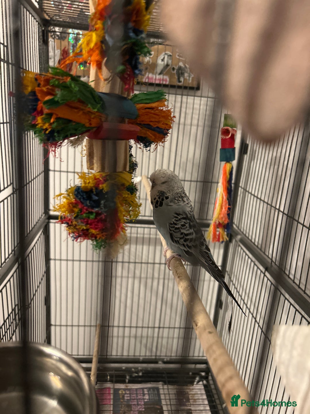 Budgerigars birds for sale: Budgie - Advert 1