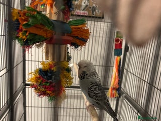 Budgerigars birds Budgie - Advert 1