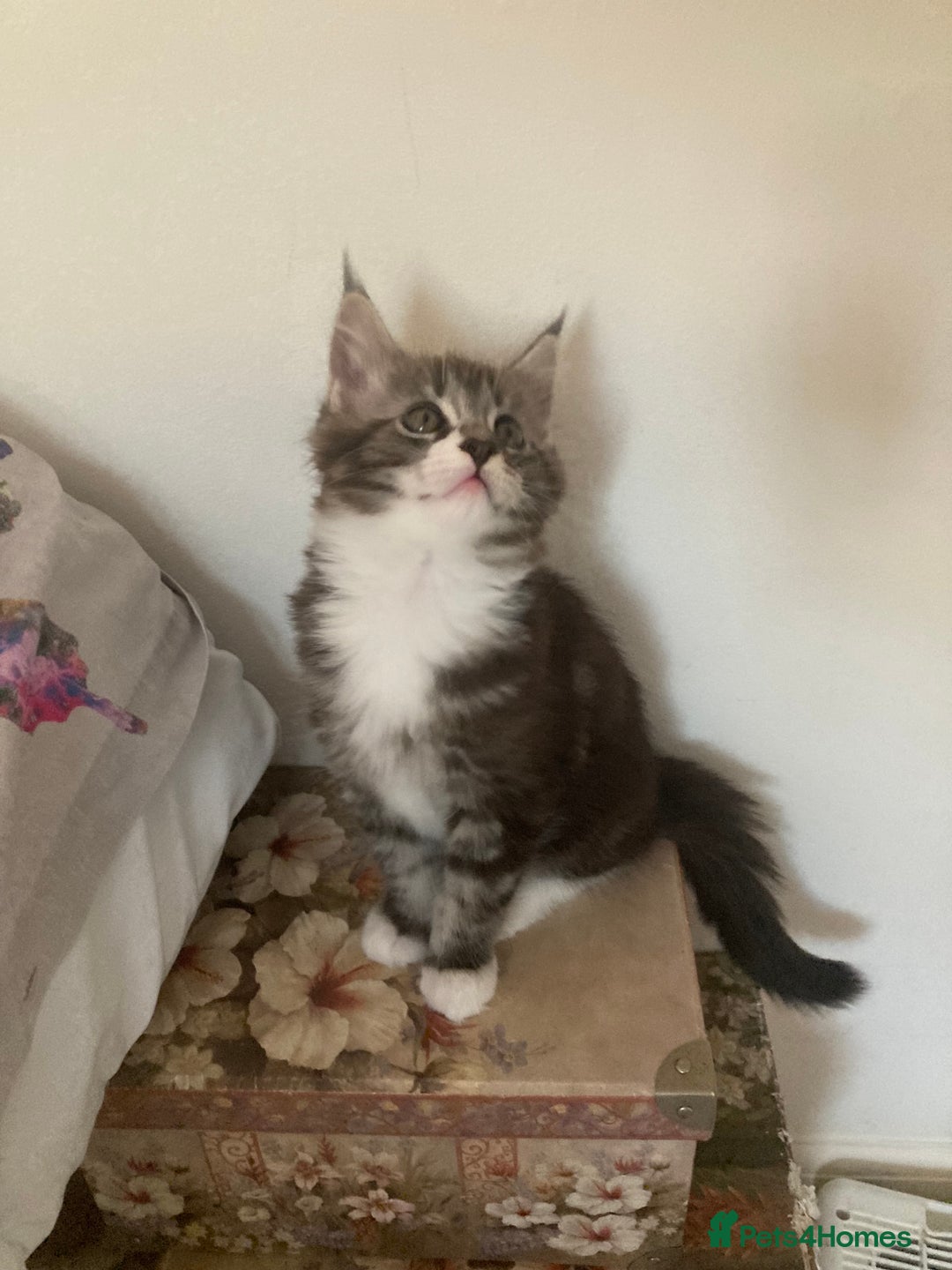 Maine Coon cats for sale: TICA Registered Maine Coons - Image 12