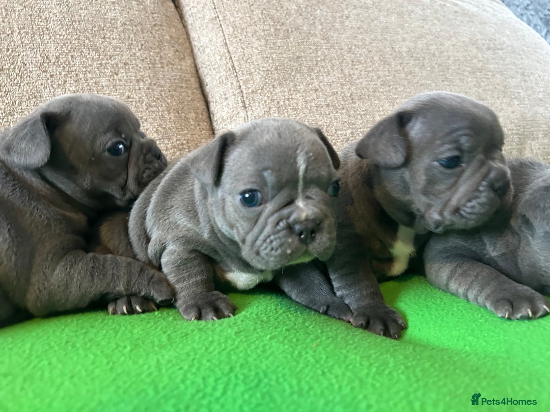 French Bulldog dogs for sale: Solid Blue French Bulldog female puppies - Image 8