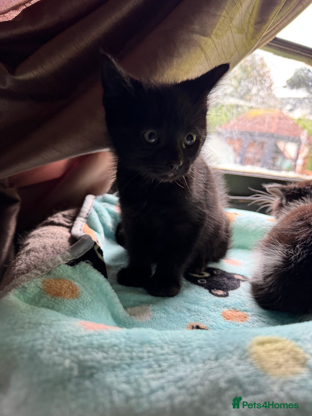 Mixed Breed cats for sale: Mixed breed two kittens  - Image 2