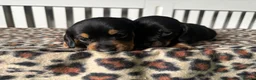 Miniature Dachshund dogs for sale: Miniature Dachshund Puppies in Houghton le Spring - Advert 3