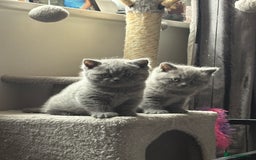 British Shorthair cats for sale: Beautiful blue British shorthair kitten  - Image 2