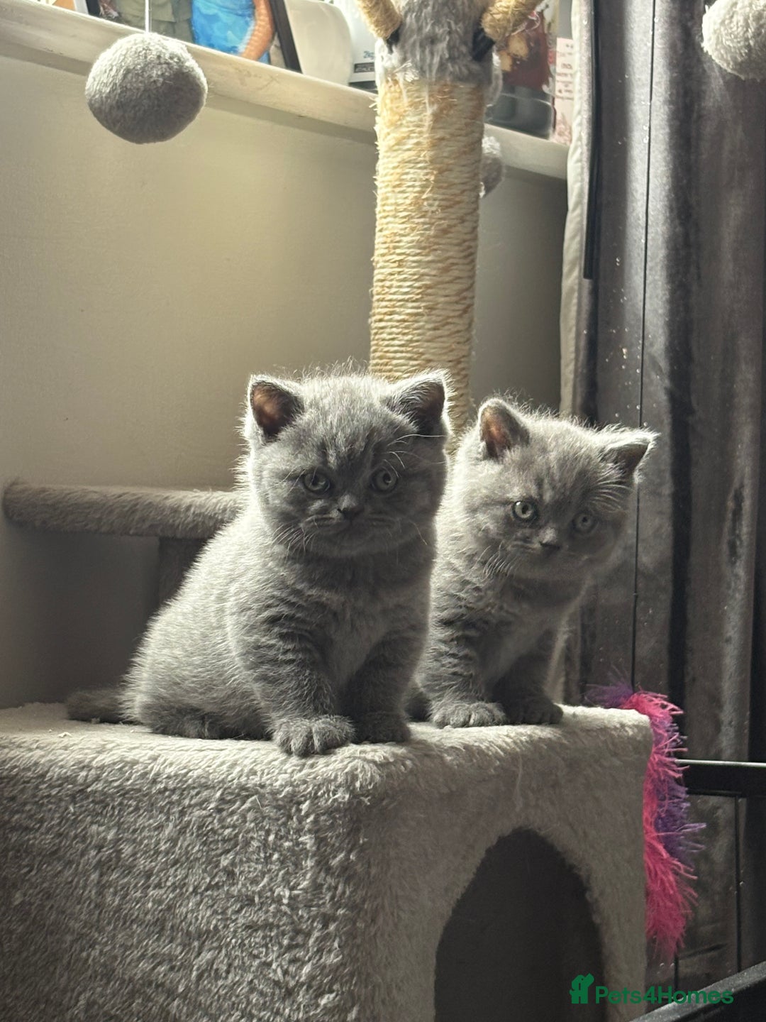 British Shorthair cats for sale: Beautiful blue British shorthair kitten  - Image 2