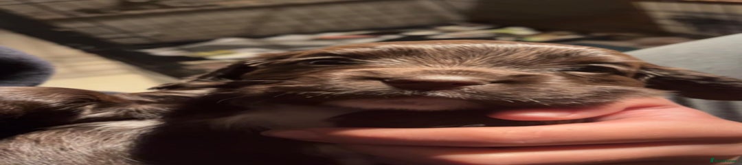 Cocker Spaniel Puppy 1