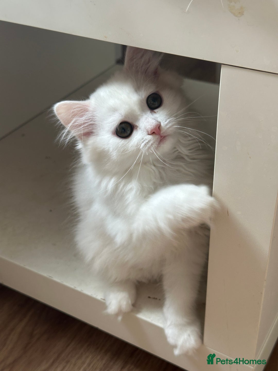 British Shorthair cats for sale: Gorgeous British Longhair & Shorthair Kittens - Advert 6