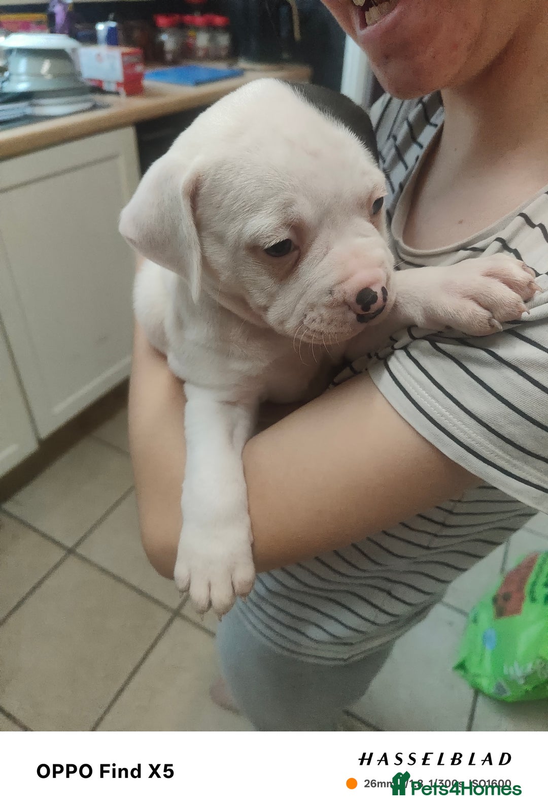 Mixed Breed dogs for sale: Beautiful chunky American bulldog x staffy pups  - Advert 3