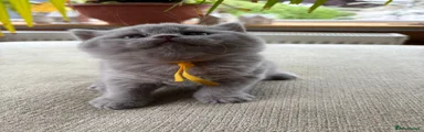 British Shorthair Kitten 2