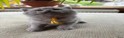 British Shorthair cats for sale: Chunky Gccf registered British Shorthair kittens  in Clitheroe - Advert 2