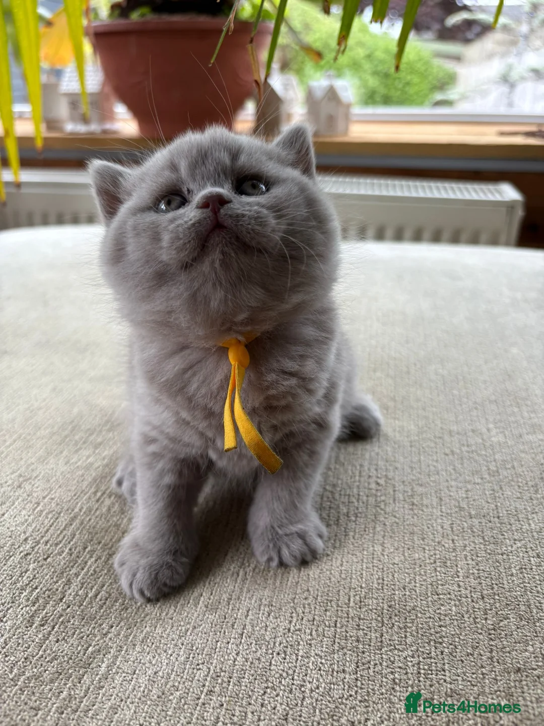 British Shorthair cats for sale: Chunky Gccf registered British Shorthair kittens  in Clitheroe - Advert 2