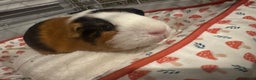 Guinea Pig rodents for sale: Two male guinea pigs  - Advert 1