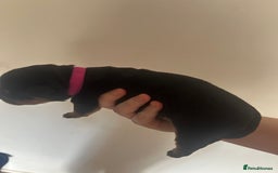 Rottweiler dogs for sale: Rottweiler puppies  - Image 4