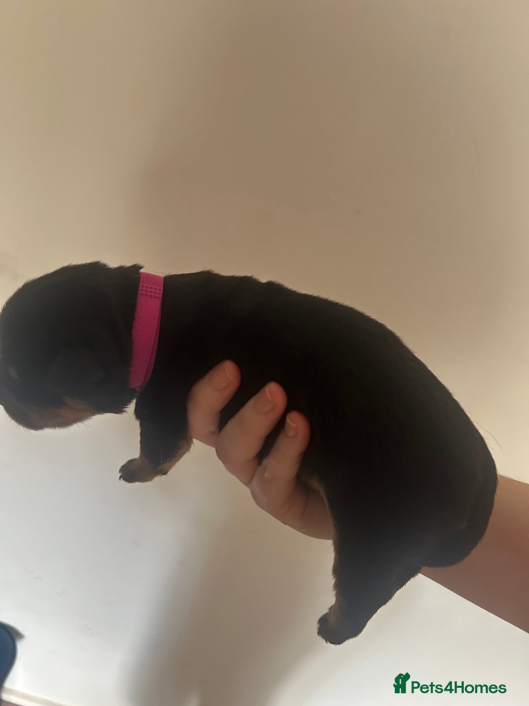 Rottweiler dogs for sale: Rottweiler puppies  - Image 4