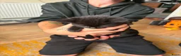 Mixed Breed cats for sale: Kittens in Great Yarmouth - Advert 5