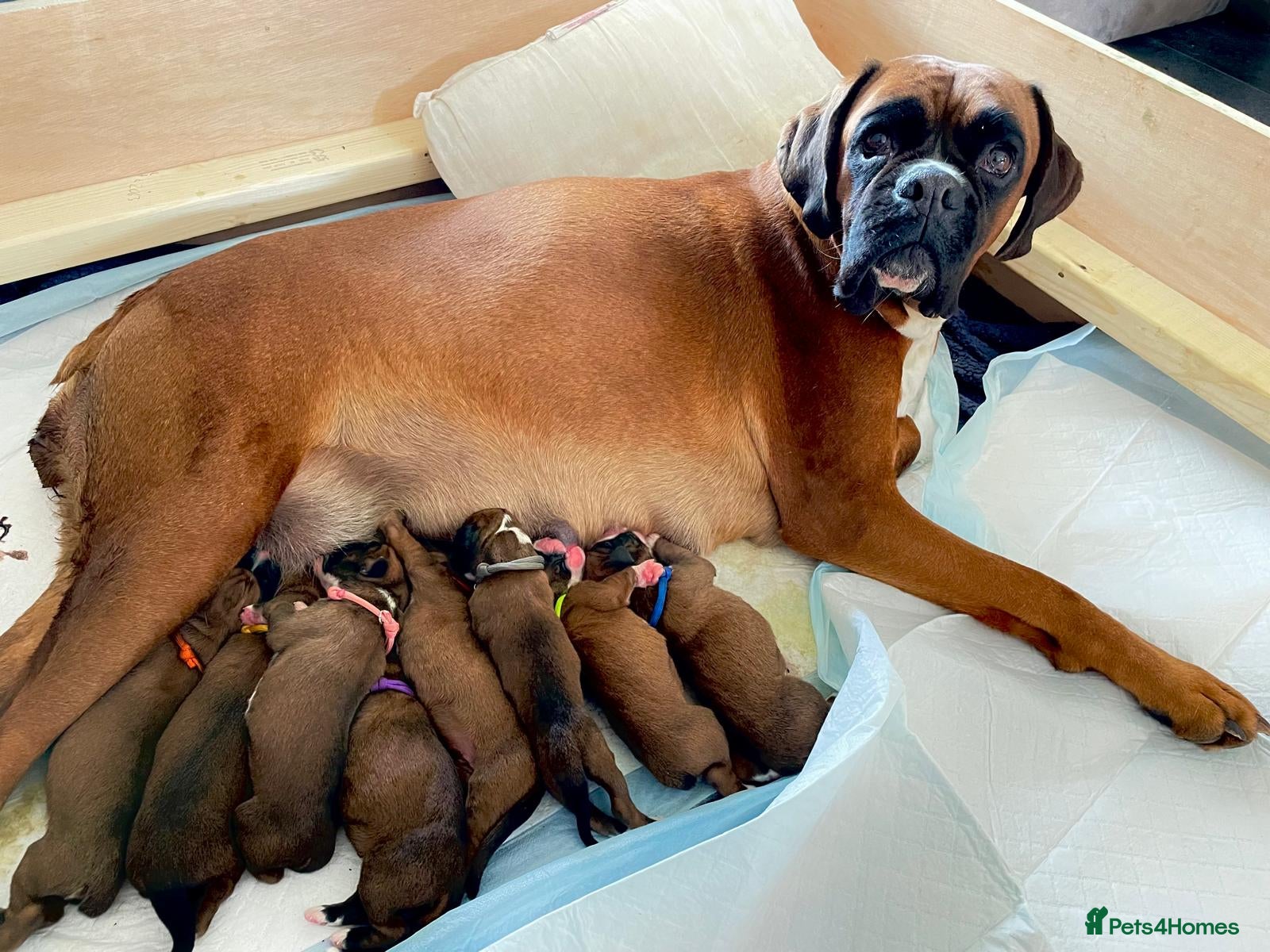 Boxer dogs for sale: Beautiful, KC registerd boxer puppies for sale - Advert 1