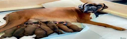 Boxer dogs for sale: Beautiful, KC registerd boxer puppies for sale in Canvey Island - Advert 1