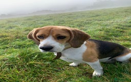 Bocker dogs for sale: Bocker Puppies for Sale - Image 3