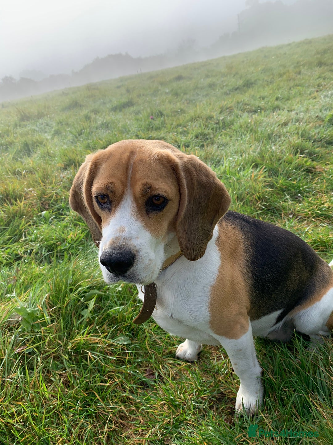 Bocker dogs for sale: Bocker Puppies for Sale - Image 3