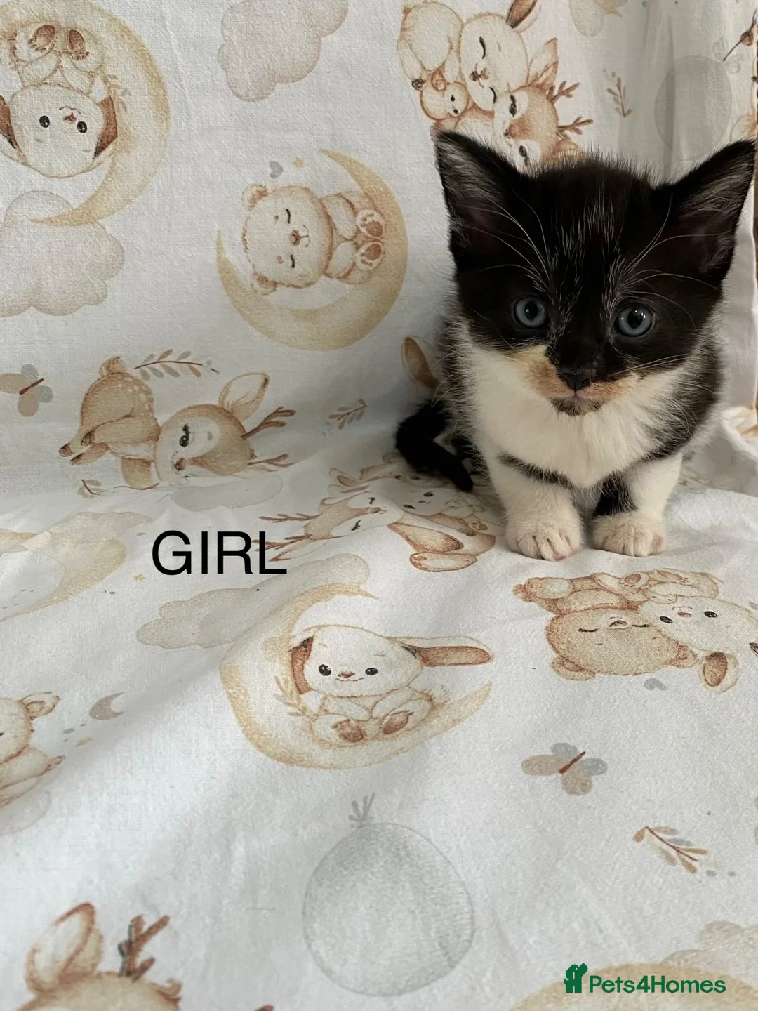 Mixed Breed cats for sale: kittens  - Advert 2