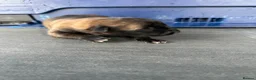 Belgian Shepherd Dog dogs for sale: Purebred Belgian Malinois Pups in Swansea - Advert 5