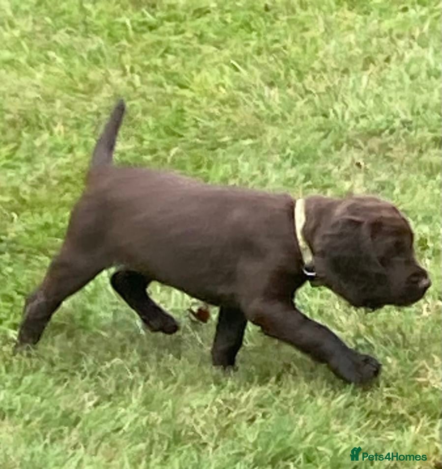 Cocker Spaniel dogs Stunning FTCH Line KC Reg Working Cocker Spaniel - Advert 2