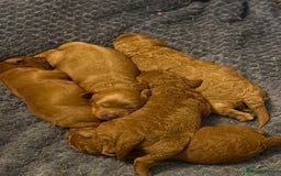 Cavapoo dogs for sale: 5 stunning cavapoo puppies  - Image 9