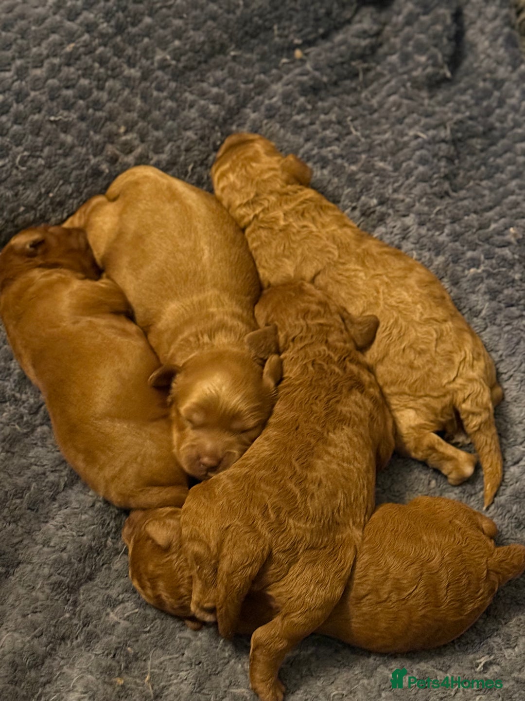 Cavapoo dogs for sale: 5 stunning cavapoo puppies  - Image 9