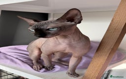 Sphynx cats for sale: Beautiful Female! - Advert 2