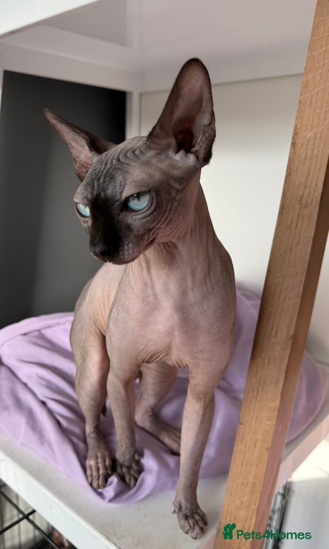 Sphynx cats for sale: Beautiful Female! - Advert 2