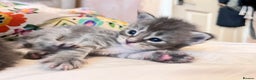 Maine Coon cats for sale: 🏆 PEDIGREE MAINE COON KITTENS GCCF 🏆  - Advert 9