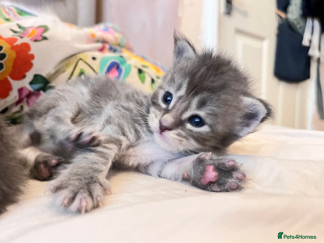 Maine Coon cats for sale: 🏆 PEDIGREE MAINE COON KITTENS GCCF 🏆  - Image 14
