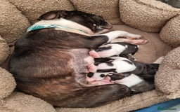 Boston Terrier dogs for sale: Beautiful Boston Terriers pups - Image 1