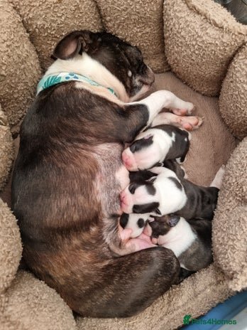 Boston Terrier dogs for sale - Advert 1