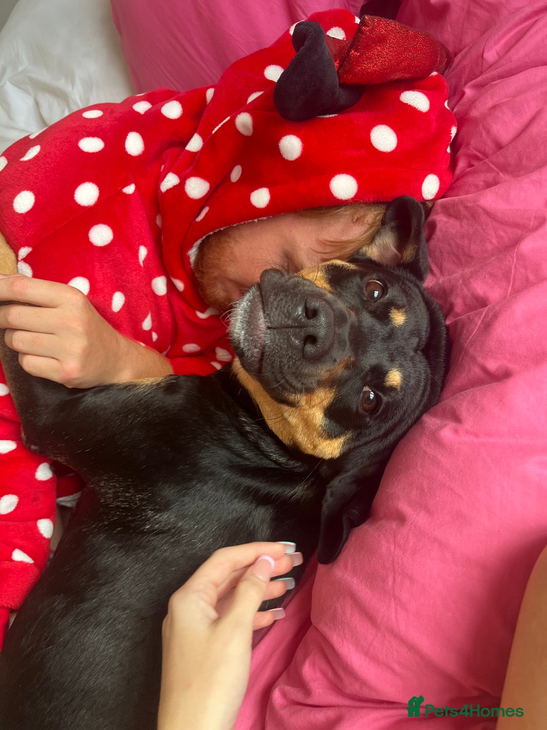Mixed Breed dogs for sale: Bella 🐾  - Image 5