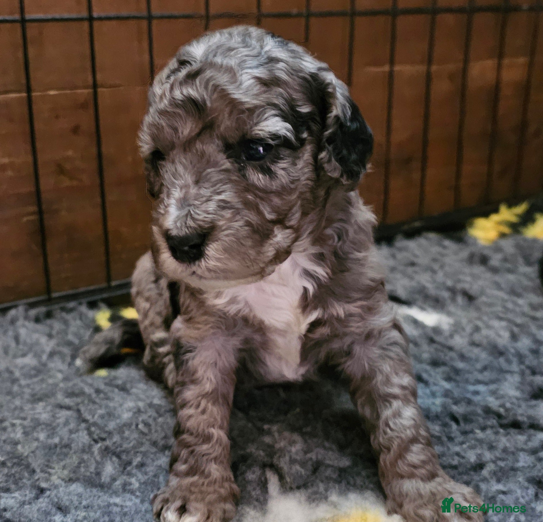 Cockapoo dogs F1b Cockapoos Including Rare Merle Roans - Advert 12