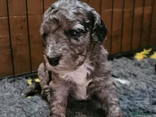 Cockapoo dogs F1b Cockapoos Including Rare Merle Roans - Advert 12