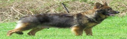 German Shepherd dogs for sale: German Shepherd Puppies For Sale - Advert 3