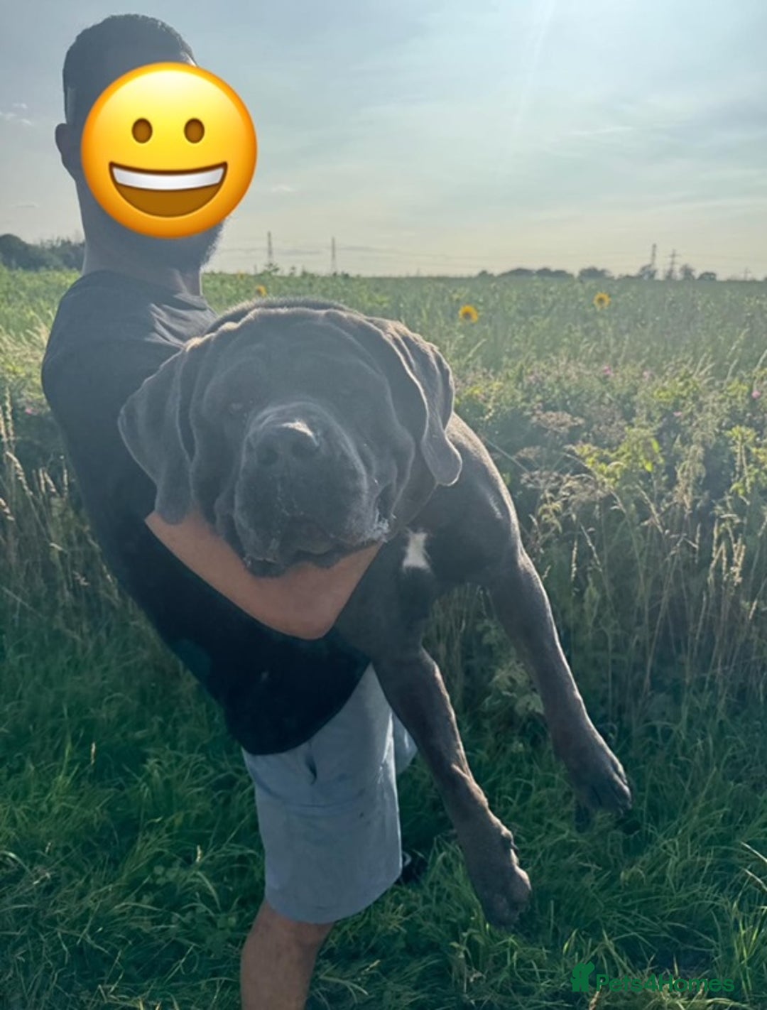 Cane Corso dogs for stud: Big Baloo 🦍🐻🦁 - Image 4
