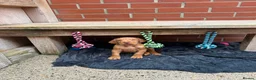 Hungarian Vizsla dogs for sale: Wire haired Hungarian Vizsla pups - Advert 4