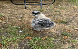 Chickens poultry for sale: 5 PURE BEARDED SILKIE COCKERELS  - Image 8