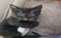 British Shorthair cats for sale: 2 stunning tabby cats  - Image 6