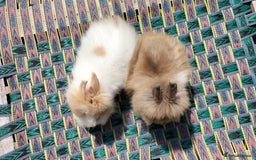 Lionhead rabbits for sale: Fluffy Lionhead Baby Bunnies – Raised with Love in Smethwick - Image 6