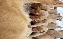 Labrador Retriever dogs for stud: 0/0 Hips & elbows fox red labrador in Leyburn - Image 8