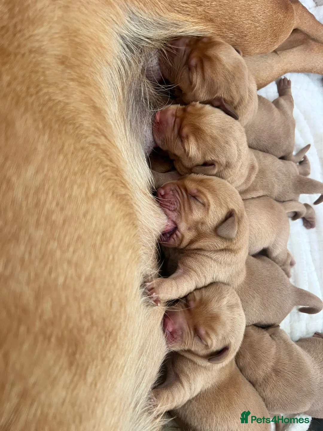 Labrador Retriever dogs for stud: 0/0 Hips & elbows fox red labrador in Leyburn - Advert 12